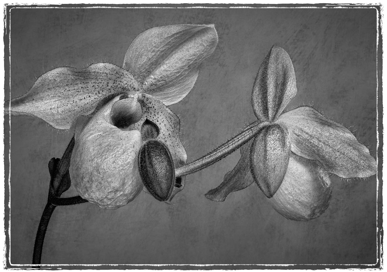 Paph. Delenatil Orchid