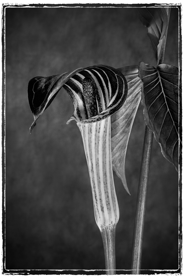 Jack in the Pulpit 