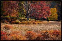 All images © Jane Marcy. All Rights Reserved.      