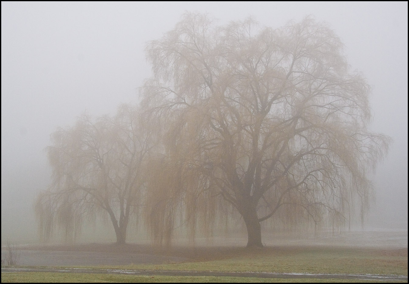 Foggy Willows