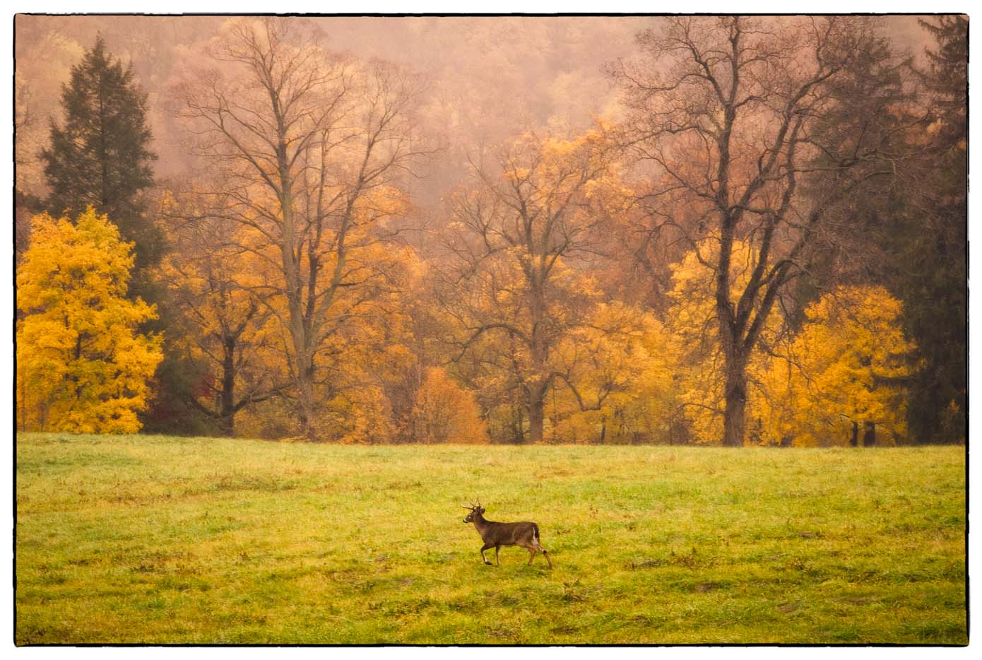 Buck on Misty Fall Morn, Garrison