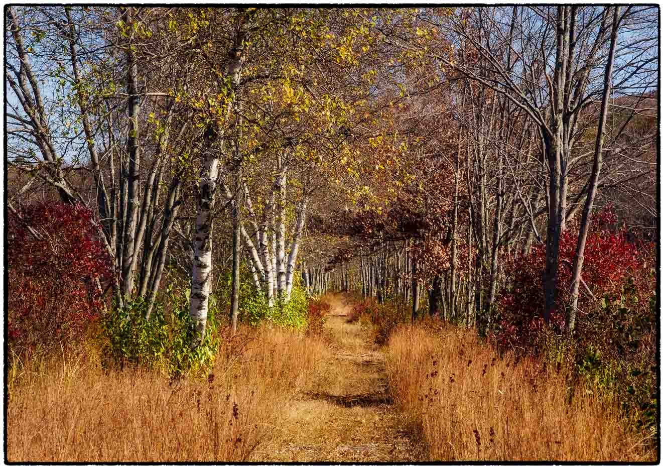 Bashakill Marshside Trail