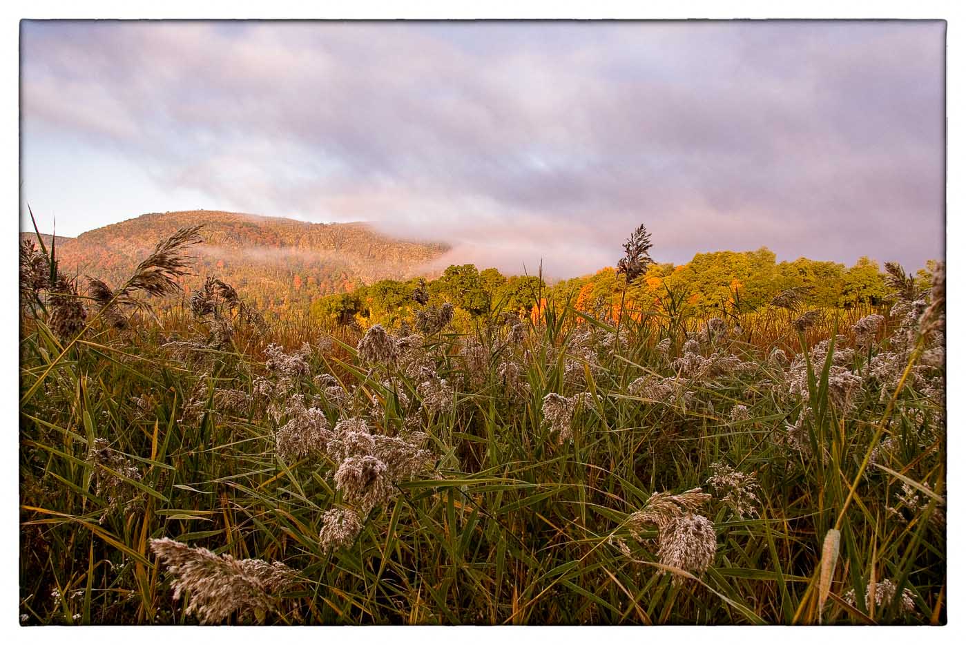 Early Fall Grasses