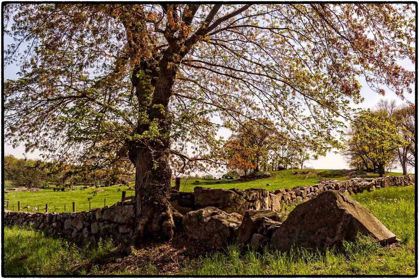 Spring at Sone Barn