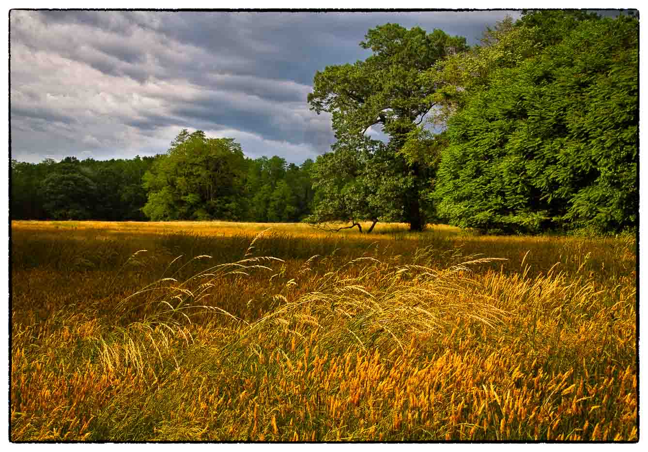 Summer Grasses