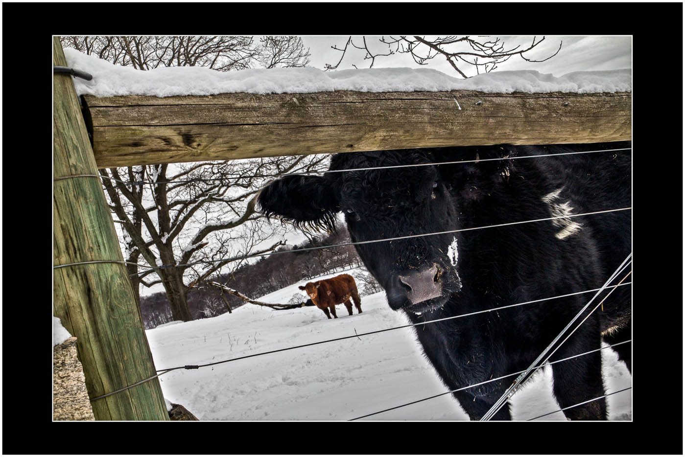 Winter Cows