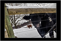 All images © Jane Marcy. All Rights Reserved.      