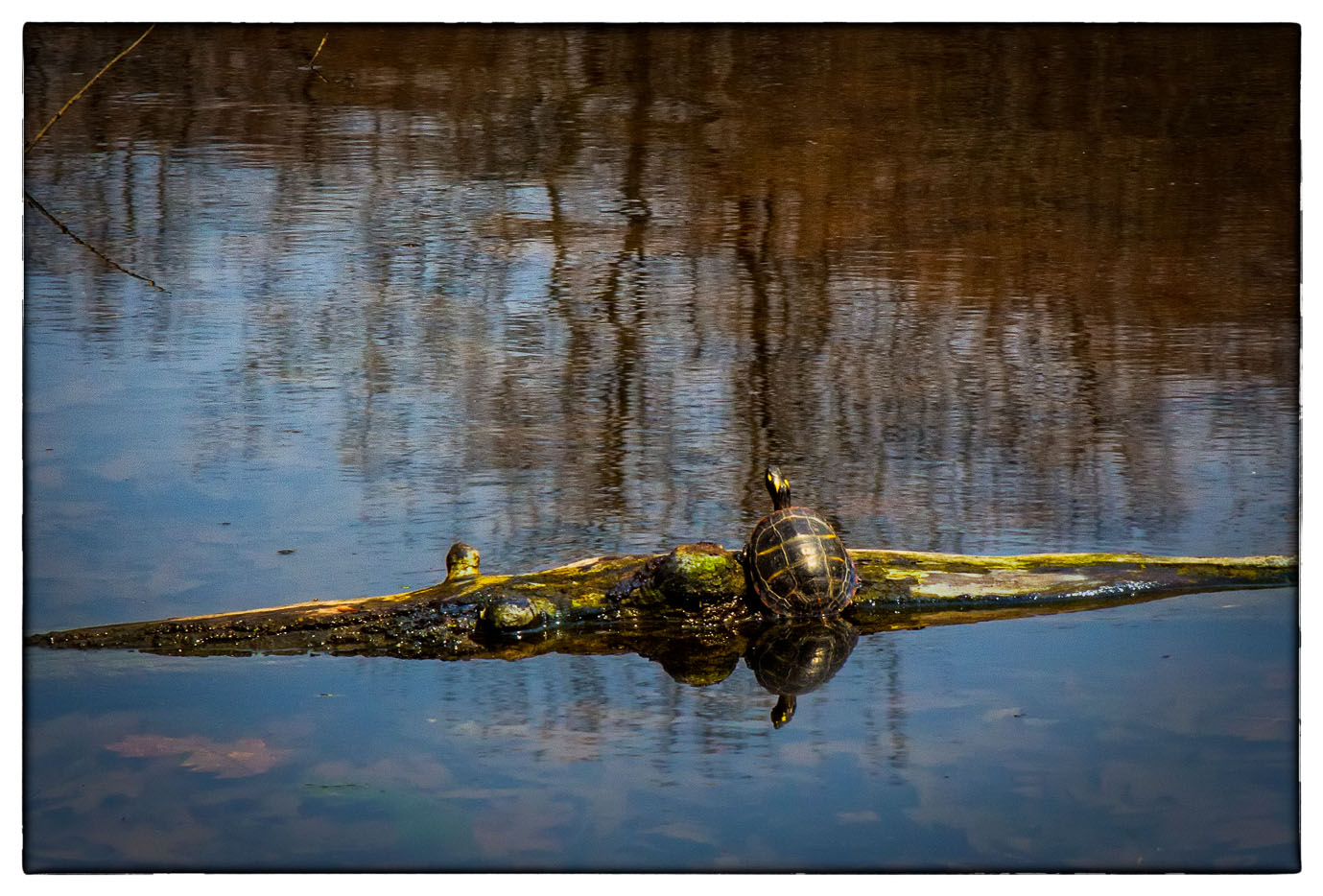 Solitary Turtle Log