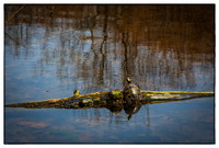 All images © Jane Marcy. All Rights Reserved.      