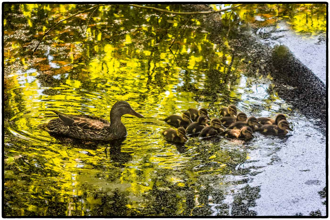 Mallard and goslings