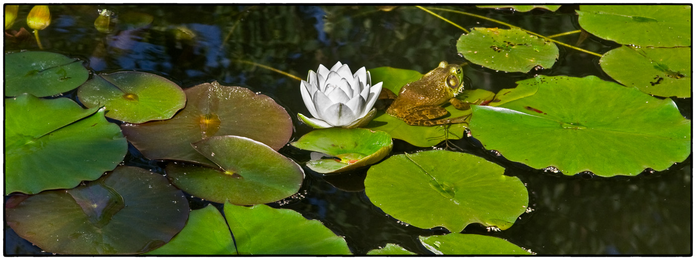 Frog Meditation