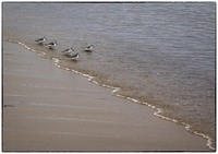 All images © Jane Marcy. All Rights Reserved.      