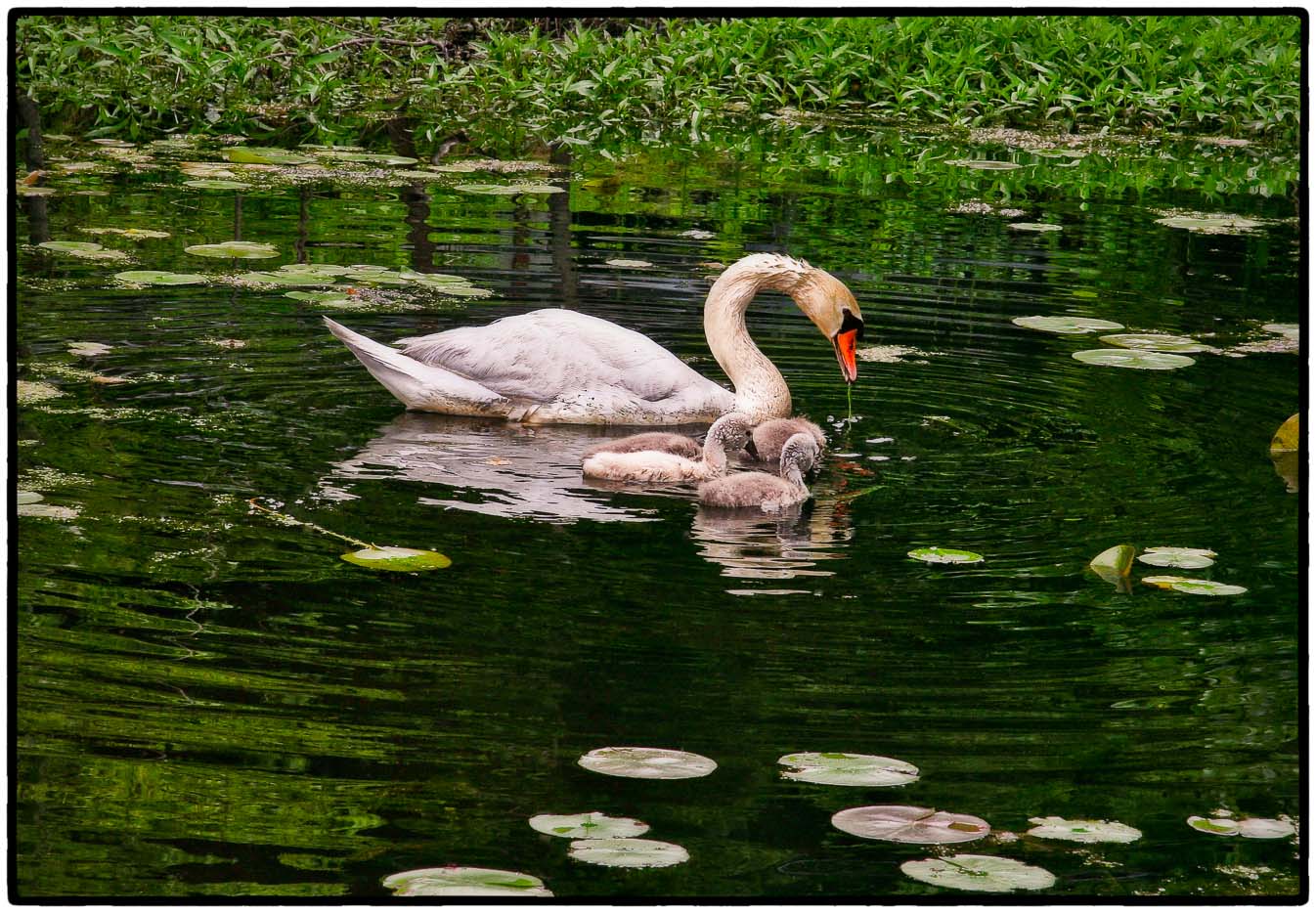 Swan with Signets