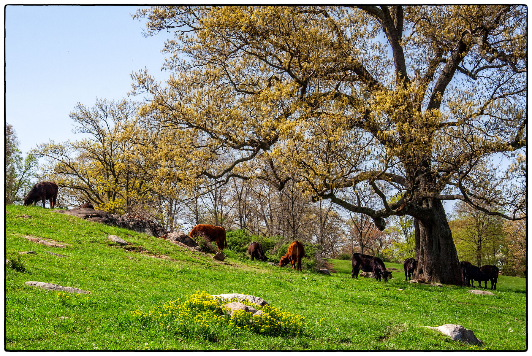 Spring Pasture