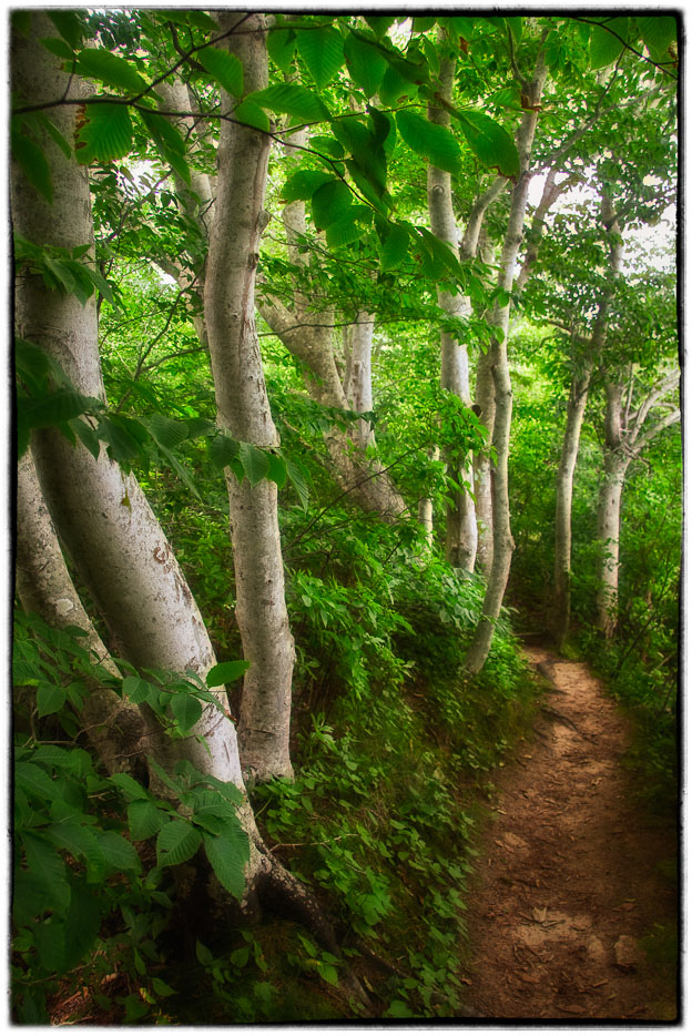 Nat. History Museum Woods Walk