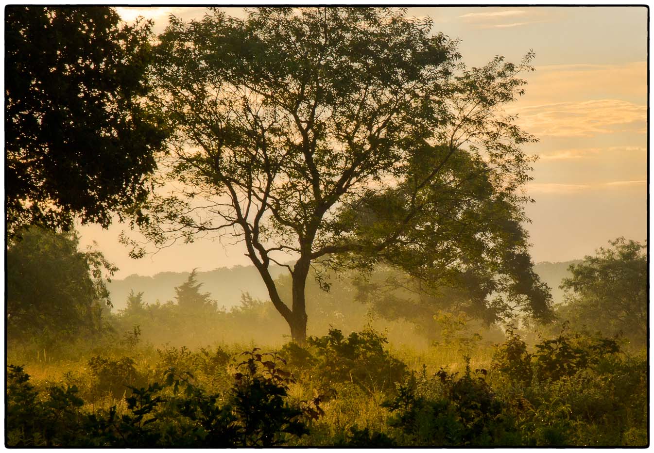 Foggy Sunrise