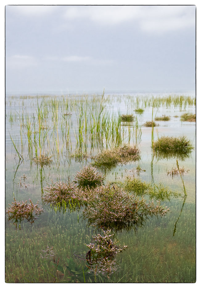 Sea Lavender in the Bay