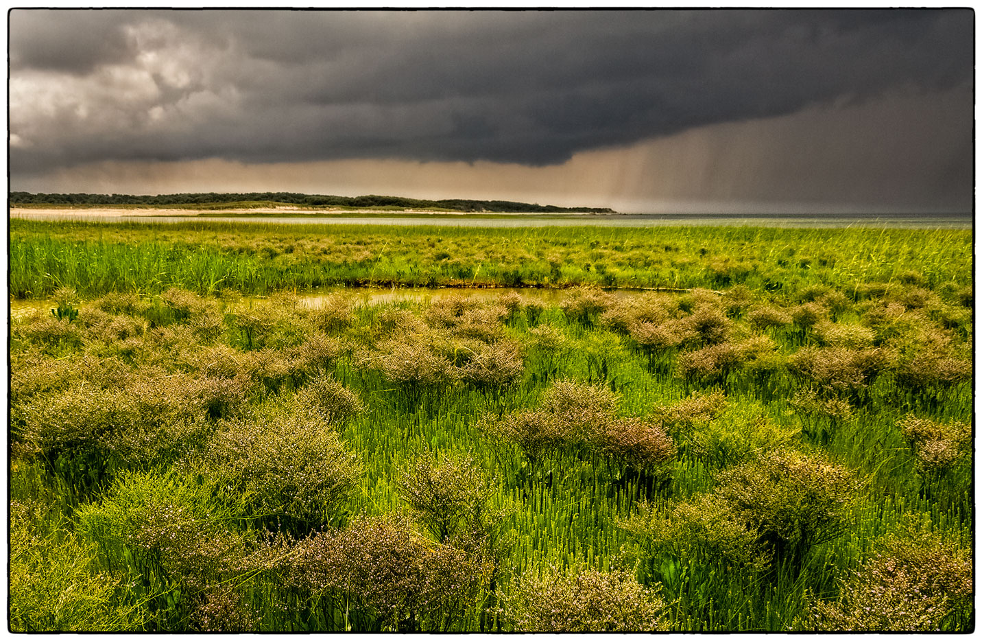 Sea Lavender Storm