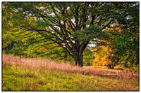 All images © Jane Marcy. All Rights Reserved.      