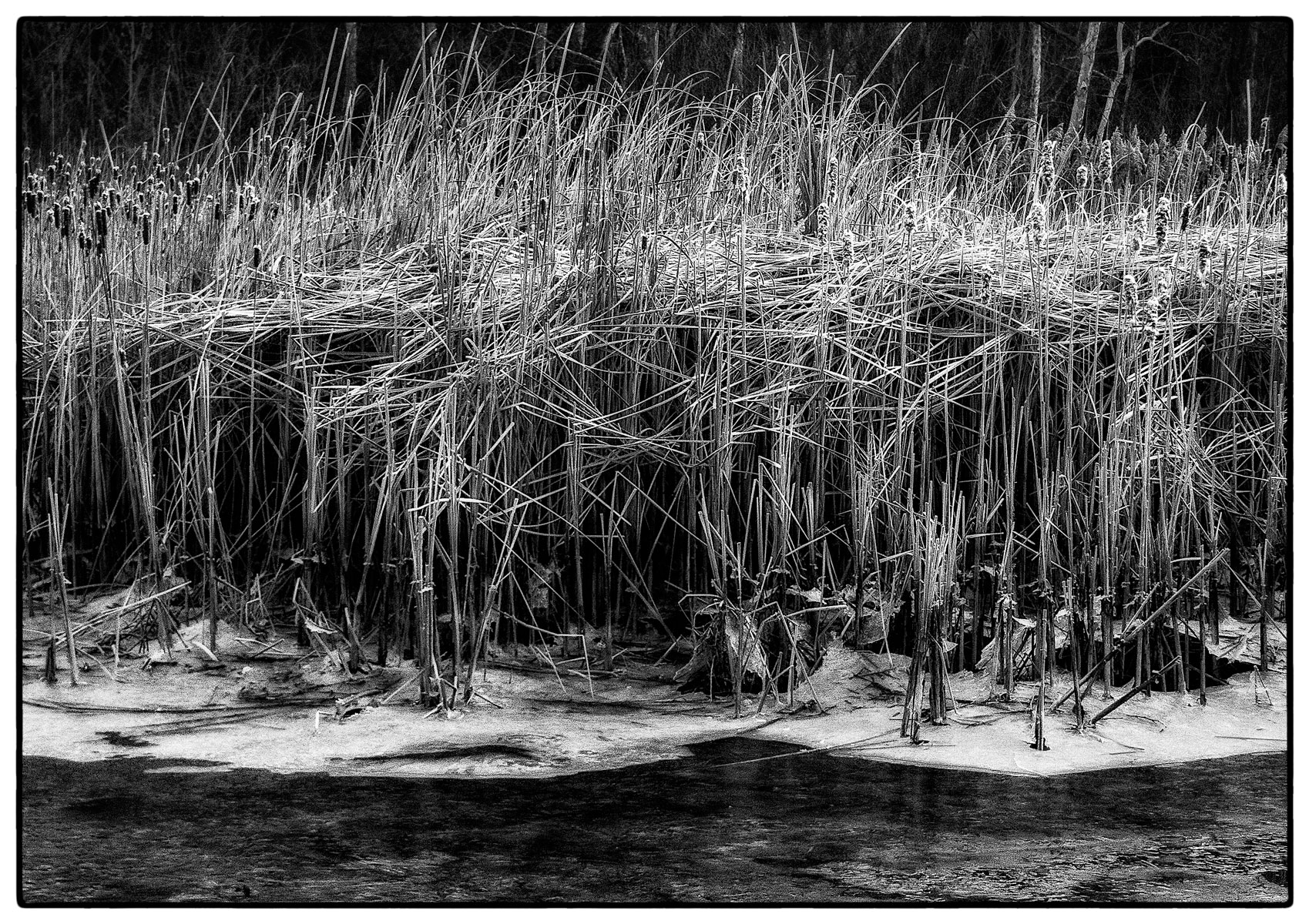 Winter Marsh Grasses