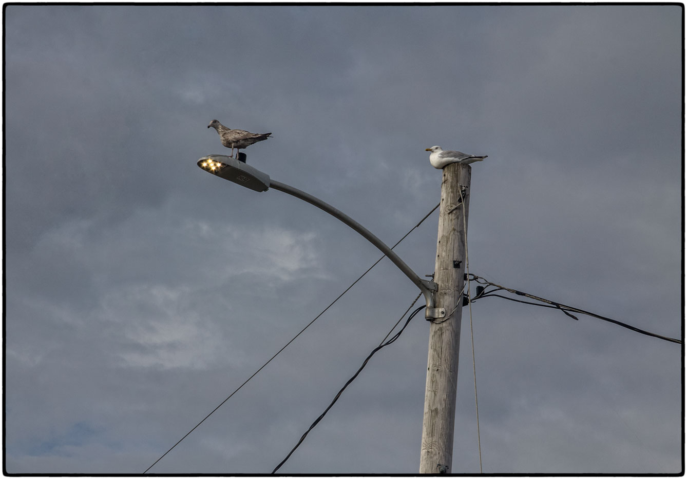 Gulls . . .