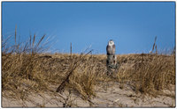 All images © Jane Marcy. All Rights Reserved.      