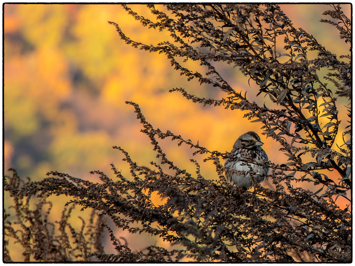 Riverside Sparrow