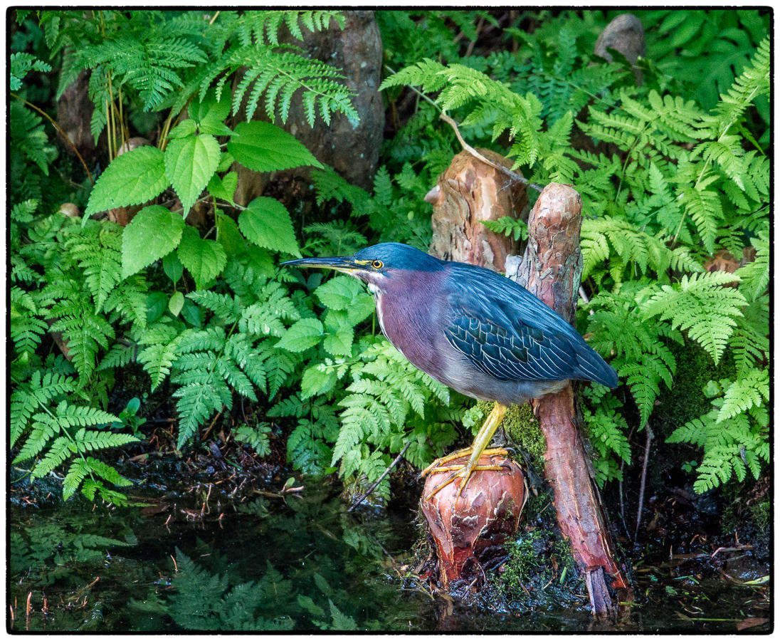 Green Heron