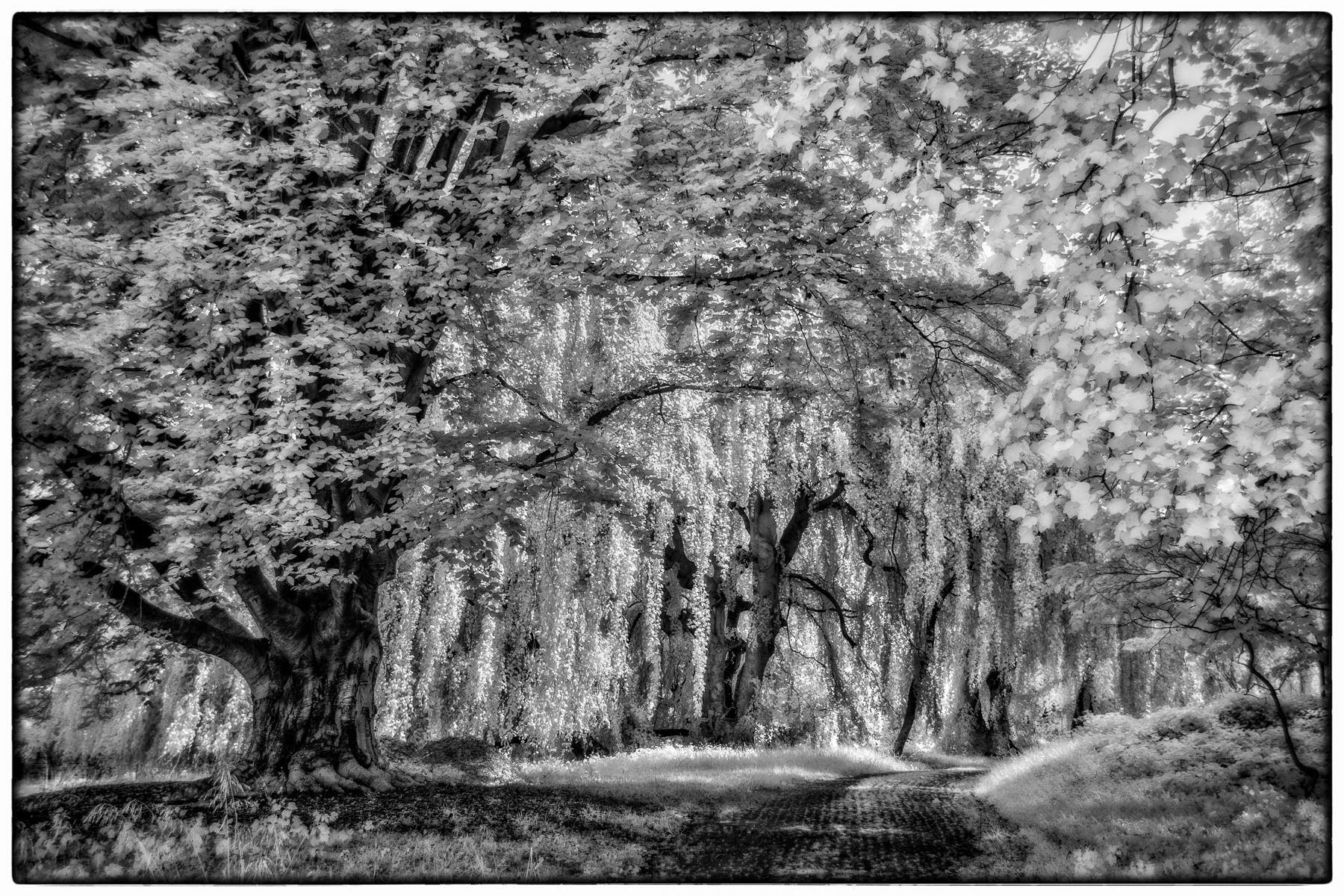 Bw infrared