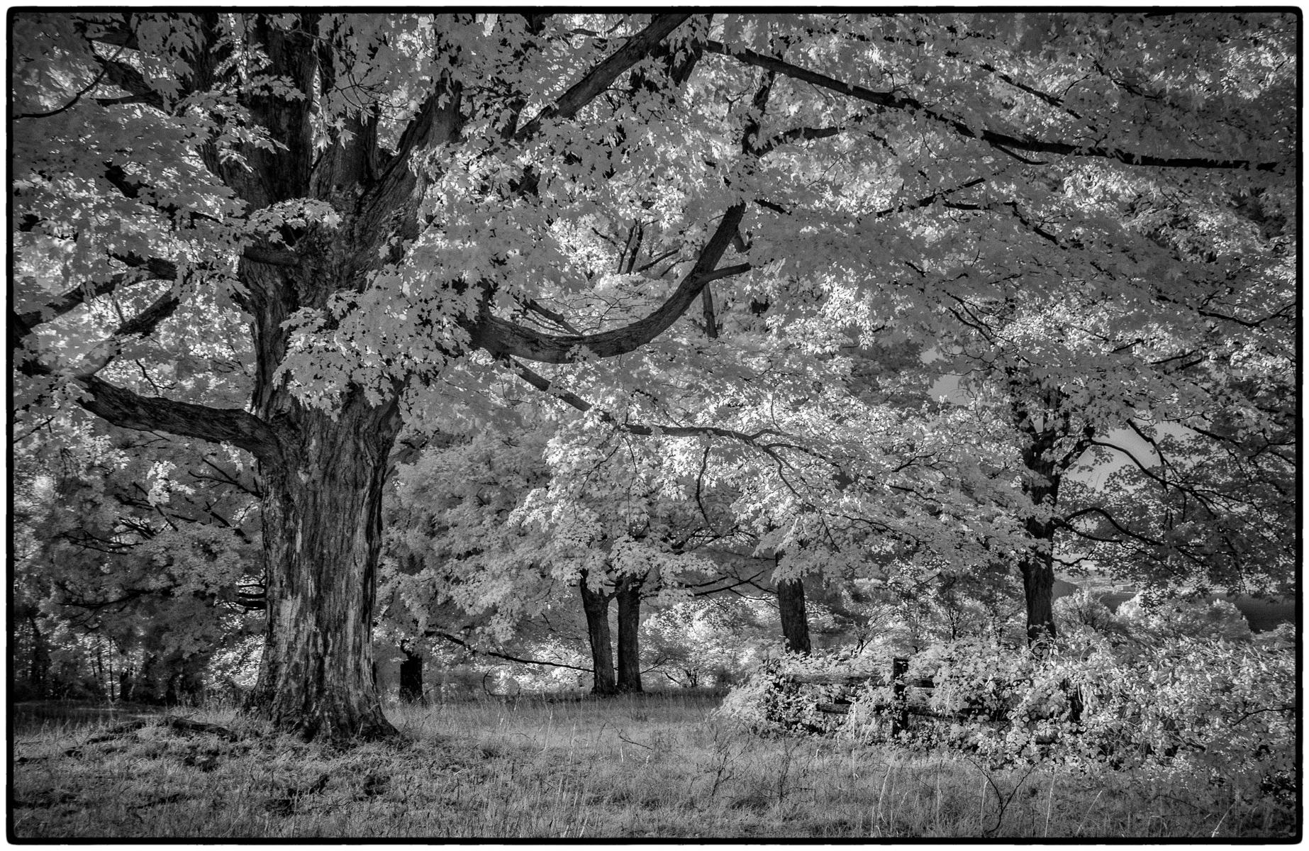 Black white photography websites botanical photography websites landscape photography websites portrait photography websites fine art photography