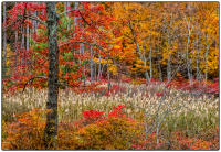 All images © Jane Marcy. All Rights Reserved.      