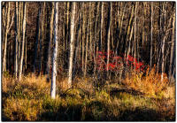 All images © Jane Marcy. All Rights Reserved.      