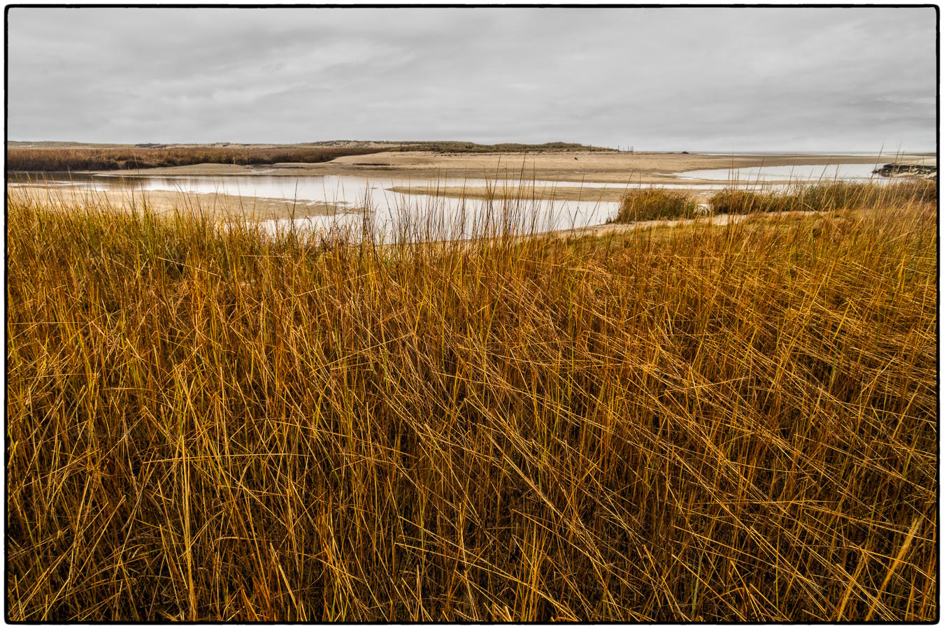 Winter Marsh Grasses