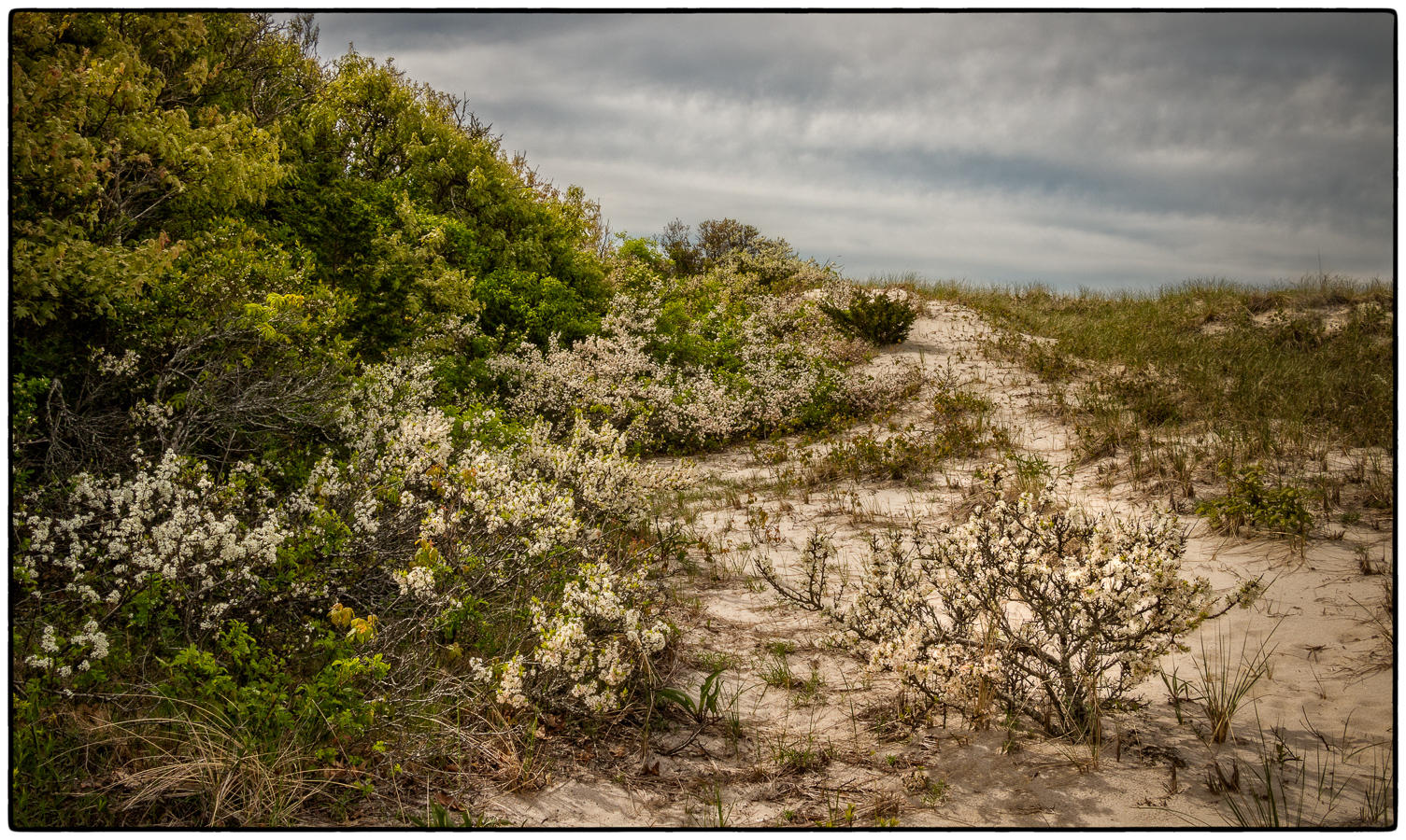 Bayberry Bloom