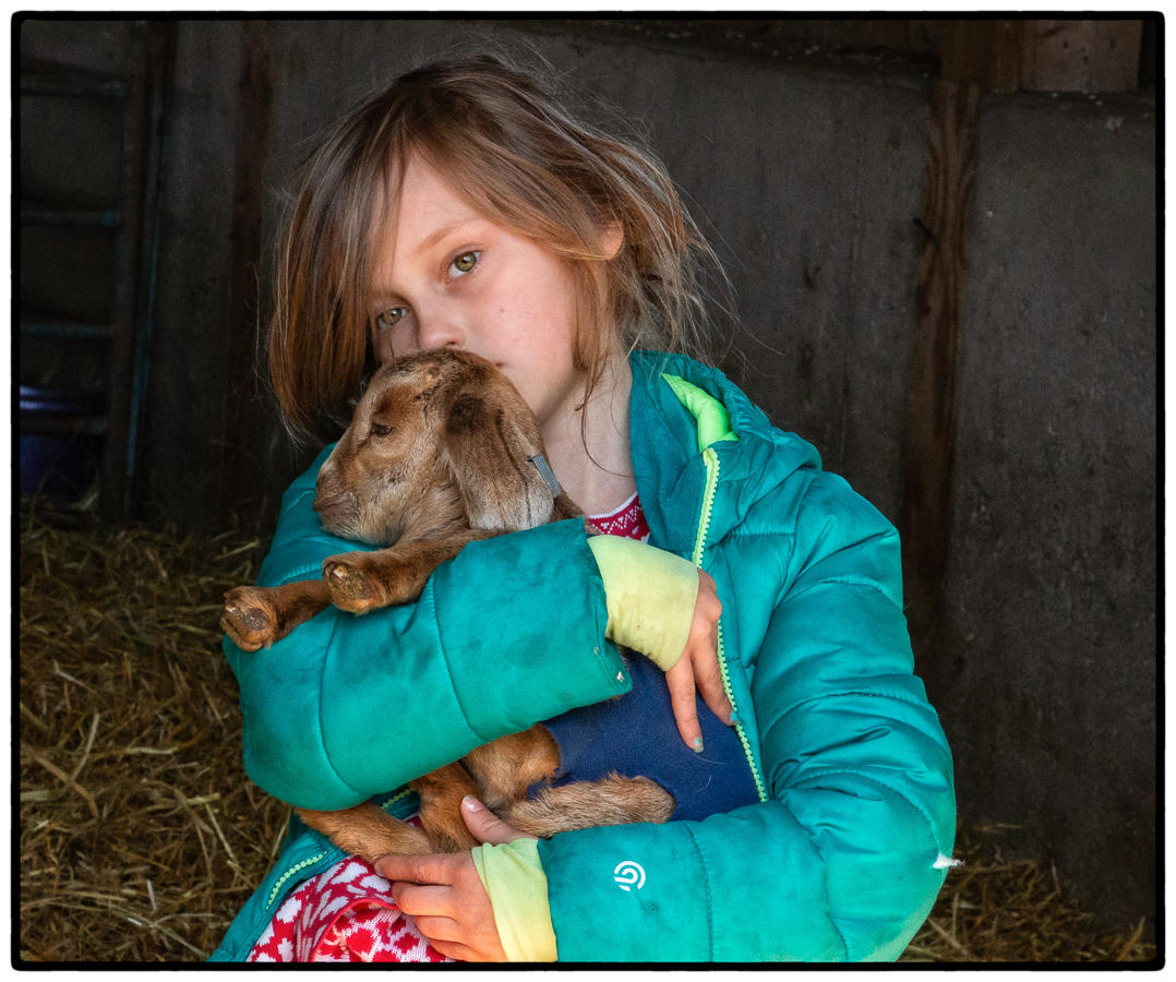 Baby Goat Cuddles