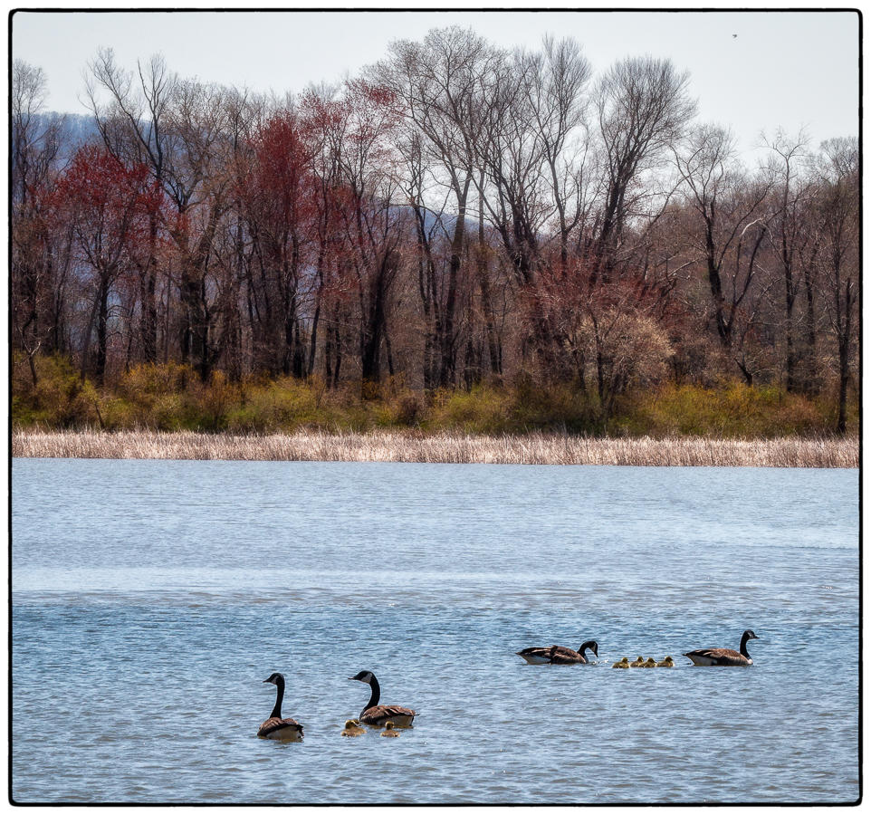 Canada Geese Families