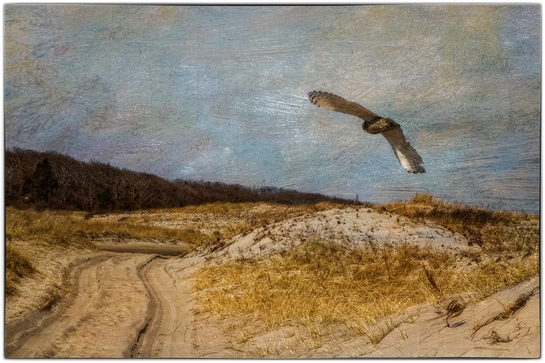 Snowy Owl Patrol, Cape Cod