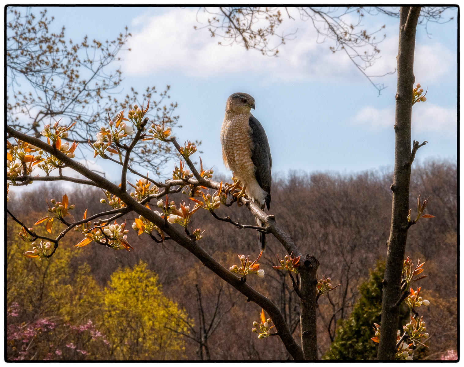 Sharp Shinned Hawk