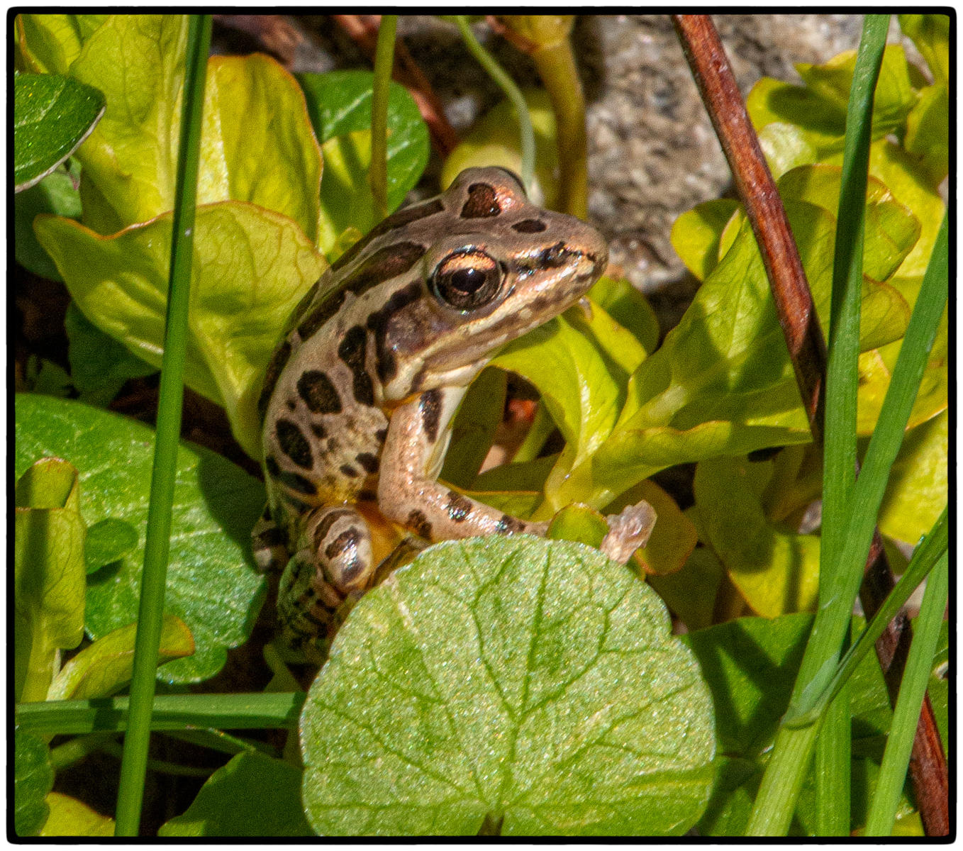 Baby Pickerel Frog