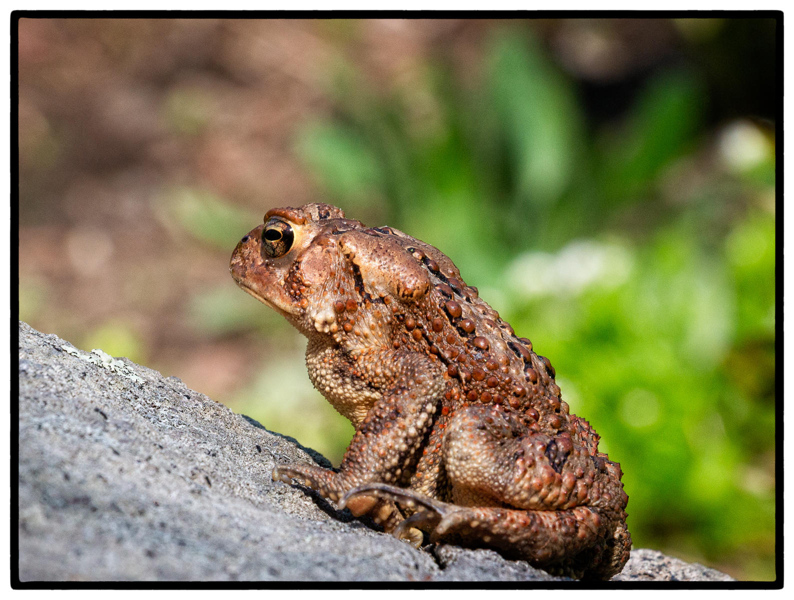 American Toad