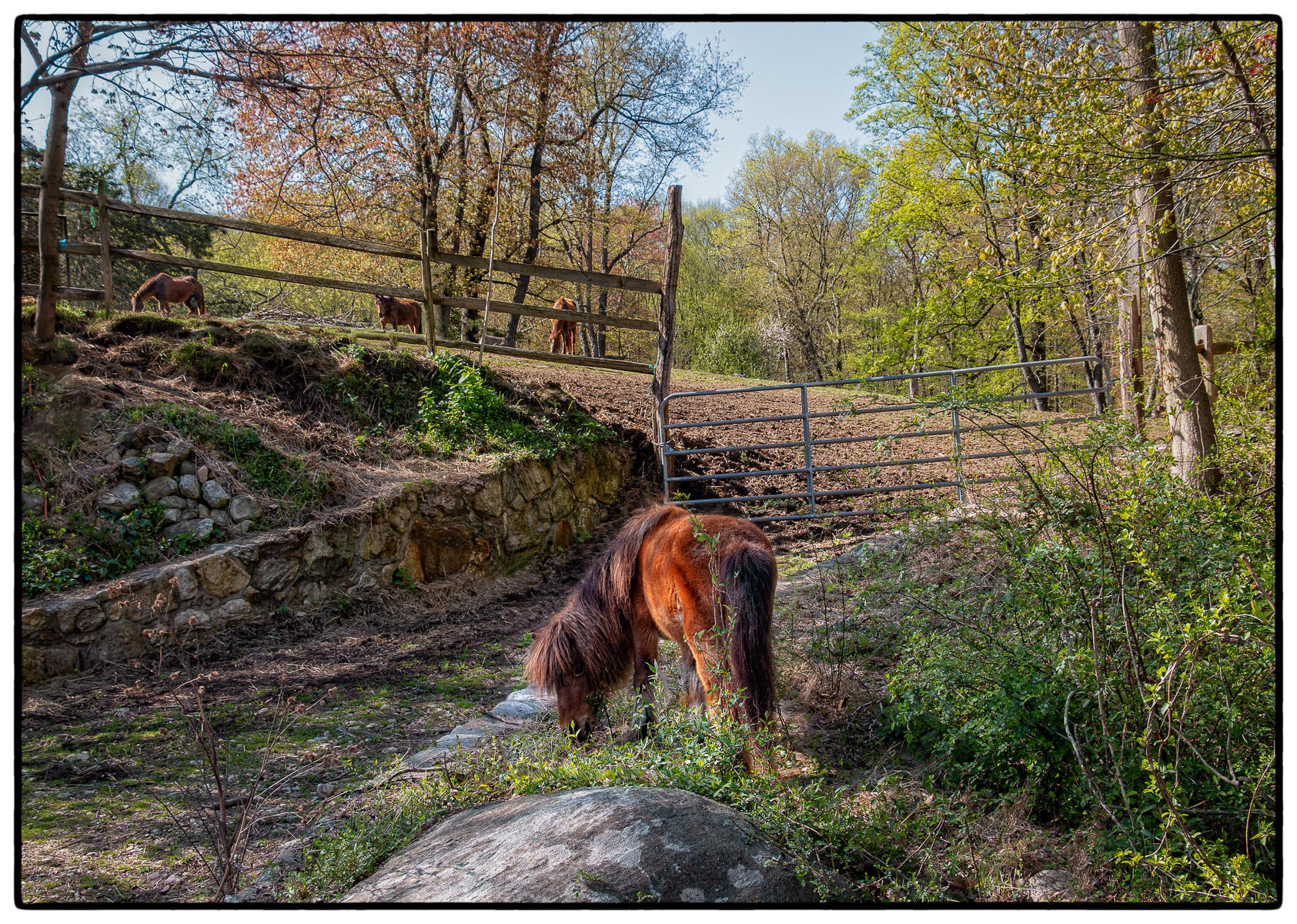 Oh, That Pony is Always Escaping 