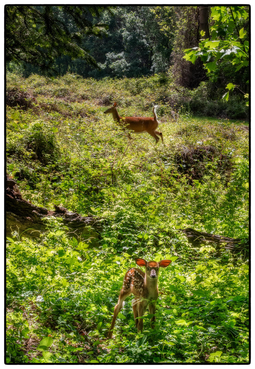 Mama Prancing Behind