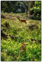 All images © Jane Marcy. All Rights Reserved.      