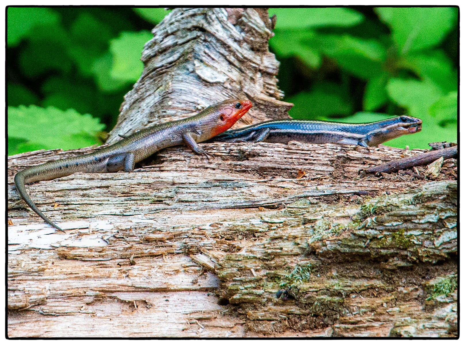 Skink Romance