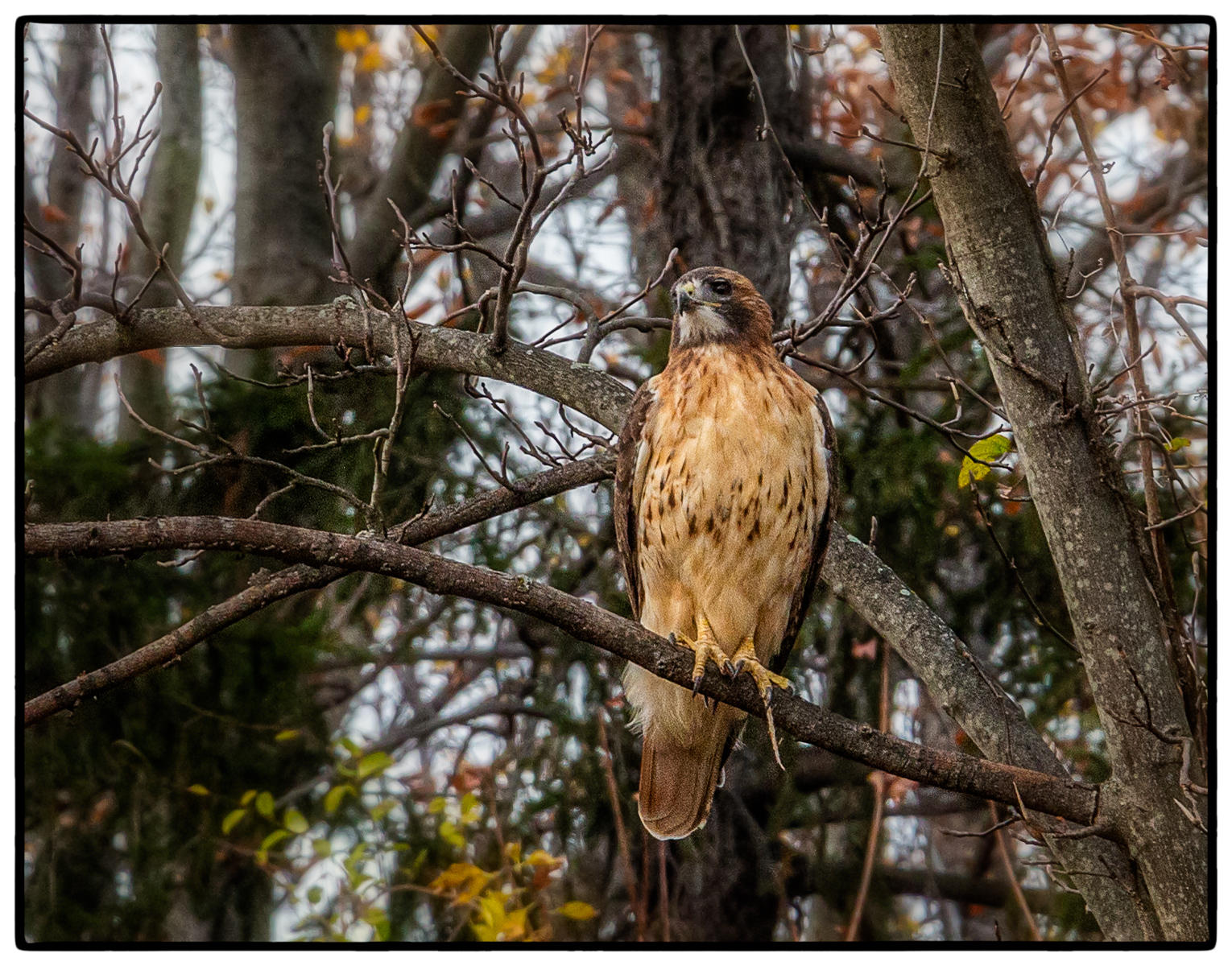 Radiant RedTail