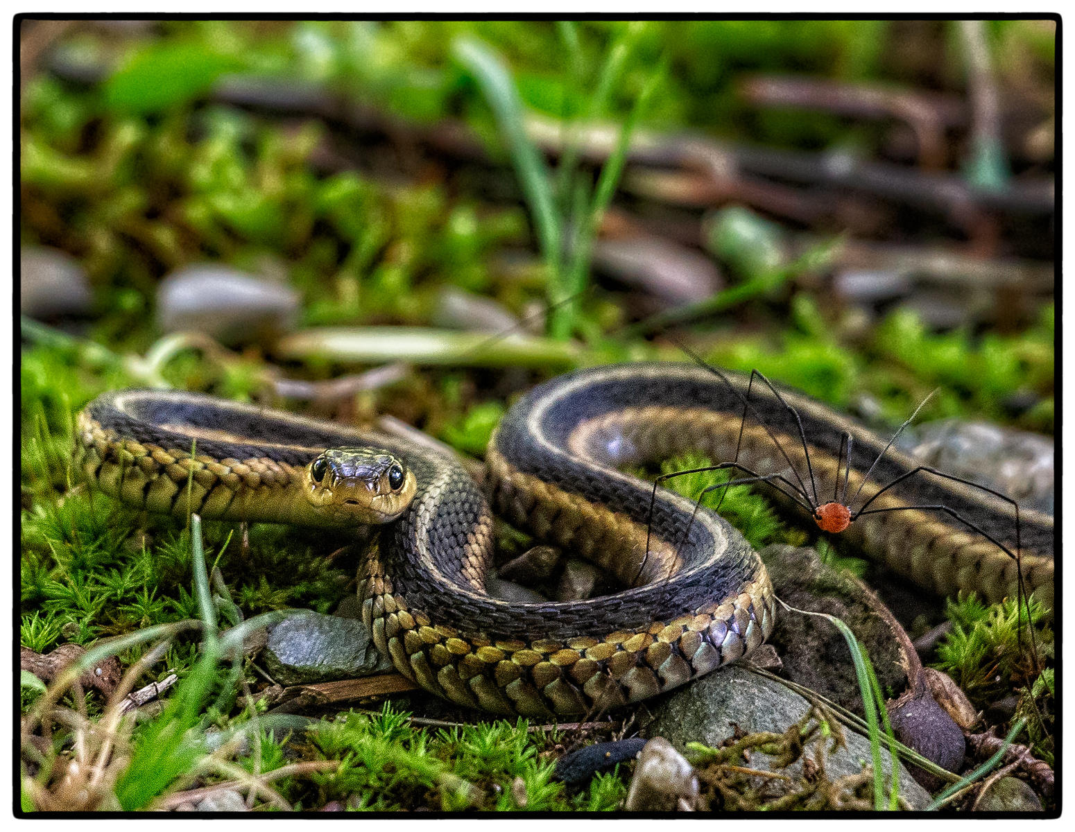 Testy Garter Snake