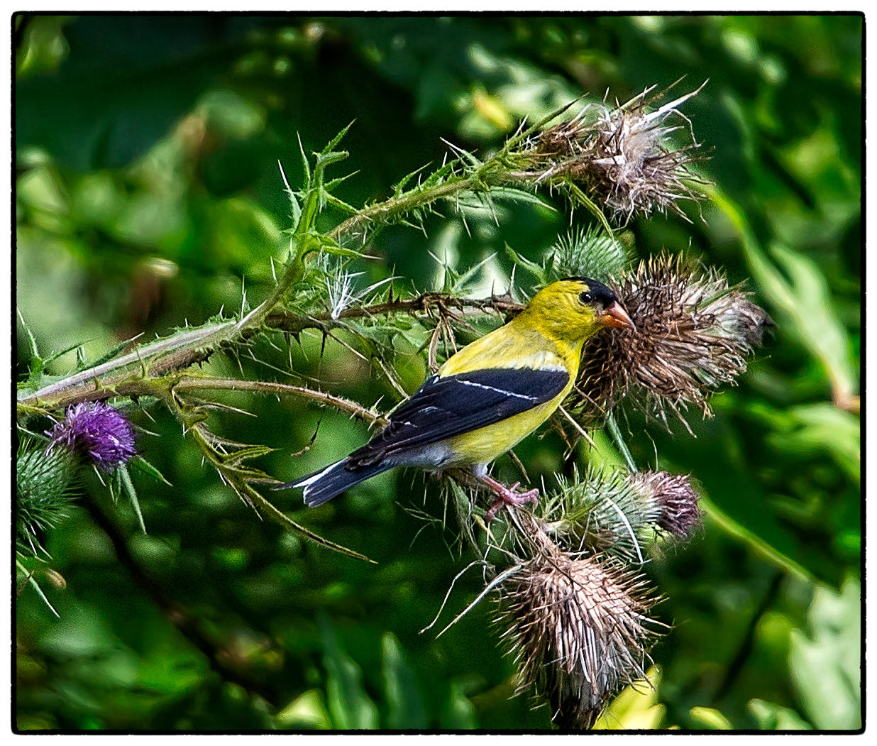 Thistle Time for Goldfinch