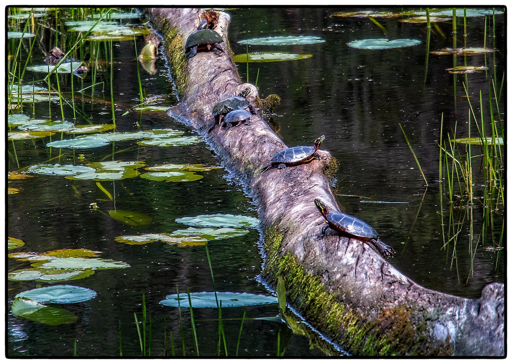 Primo Turtle Log