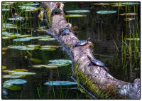 All images © Jane Marcy. All Rights Reserved.      