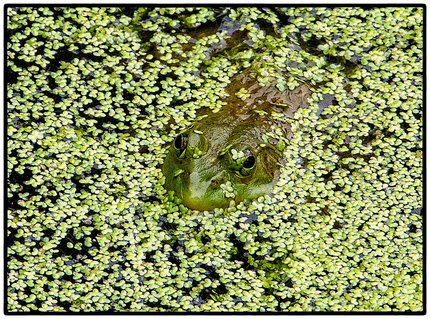 Green Frog in the Green